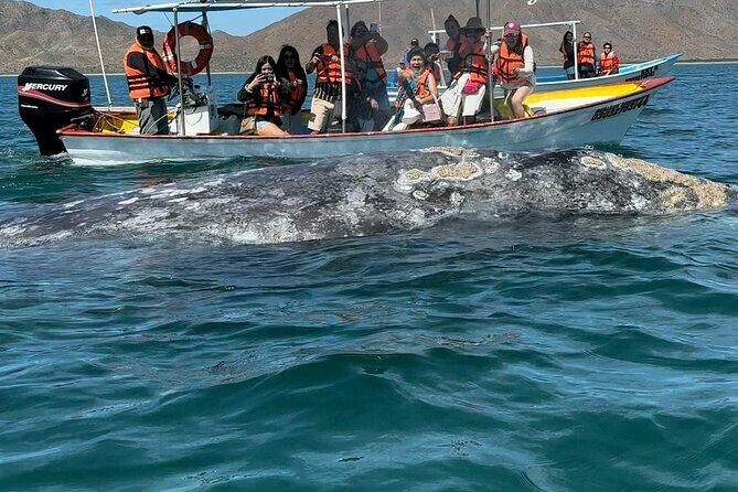 Gray Whale watching in Magdalena Bay From Los Cabos - The Cost and Value of the Experience