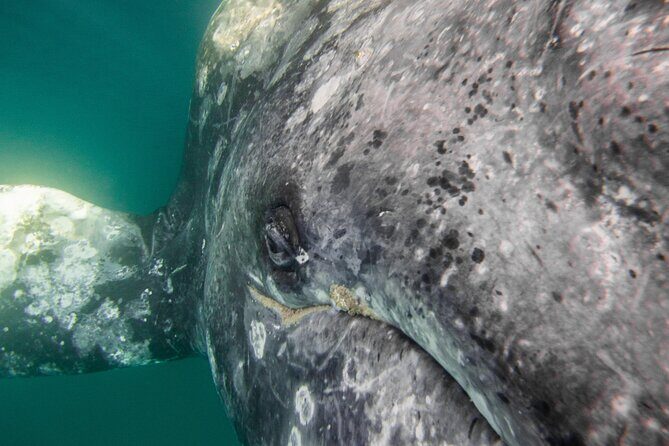 Gray Whale Watching Tour with Marine Biologist and Small Group - Who Will Love This Tour?