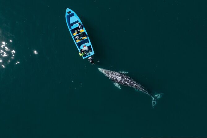Gray Whales Watching in Magdalena Bay - Who Will Love This Tour?