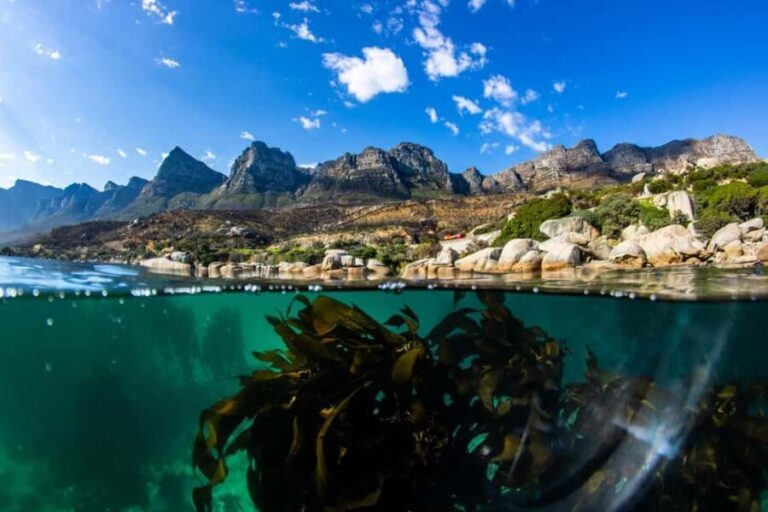 Great African Seaforest Snorkel - The Sum Up: Who Should Consider This Snorkeling Experience?
