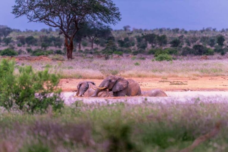 Great Kenyan Safari: 6 Days in Tsavo West, East & Amboseli - What to Expect on the Tour
