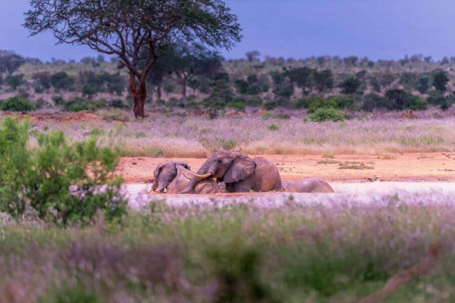 Great Kenyan Safari: 6 Days in Tsavo West, East & Amboseli - What to Expect on the Tour