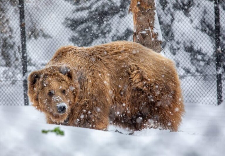 Great Plains Zoo - Why Visitors Love It