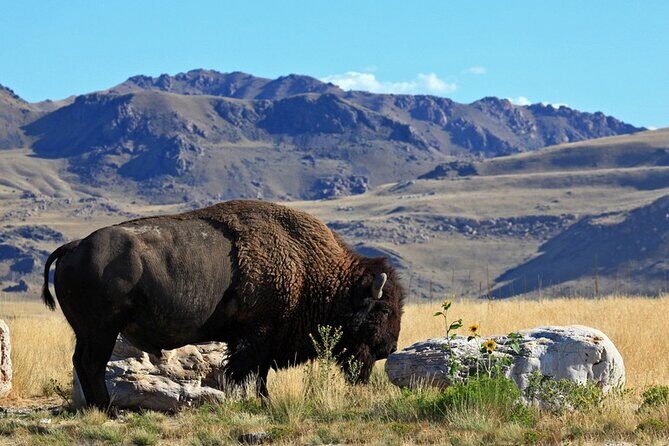 Great Salt Lake and Antelope Island Day Tour - Who Will Love This Tour?
