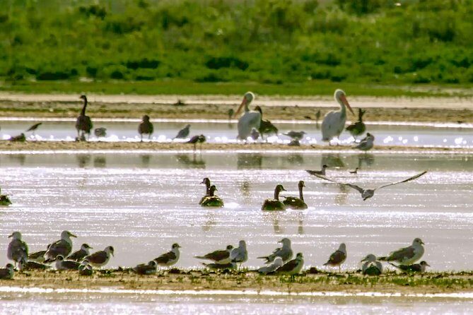 Great Salt Lake Guided Bus Tour from Salt Lake City - Transportation, Timing, and Group Size