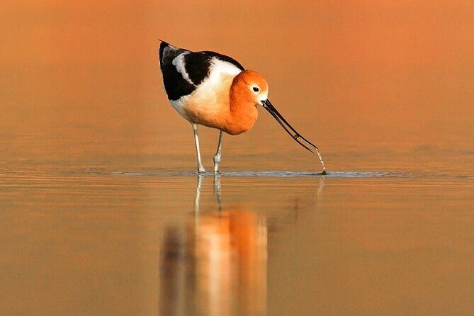 Great Salt Lake Wildlife Experience - Final Thoughts: Why Choose This Tour?