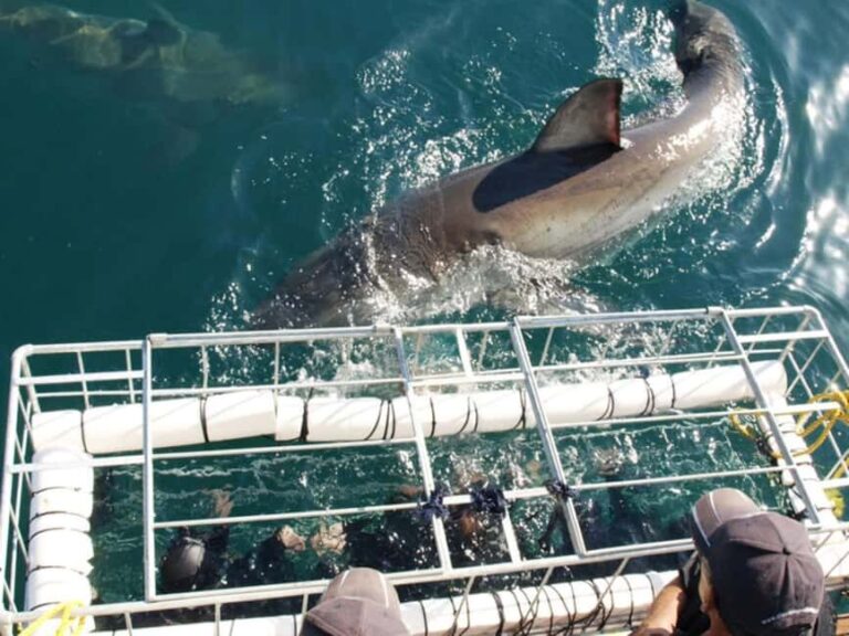 Great White Shark Cage Diving Experience: Cape Town 6hrs - The Value of the Tour: Is It Worth It?
