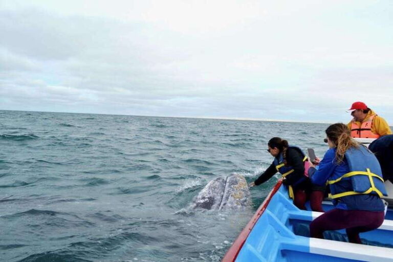 Grey Whale Watching at Mag Bay From Loreto - What’s Included and What to Know