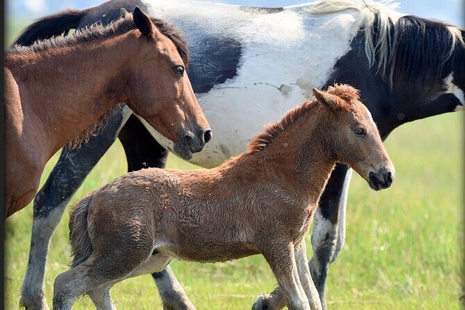 Group Boat Tours of Chincoteague & Assateague - Wild Ponies - The Value of the Tour