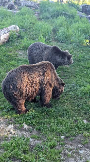 Grouse Mnt+StanleyPark+Hatchery+Cleveland Dam+LynnCanyonTOUR - What to Expect from Each Stop