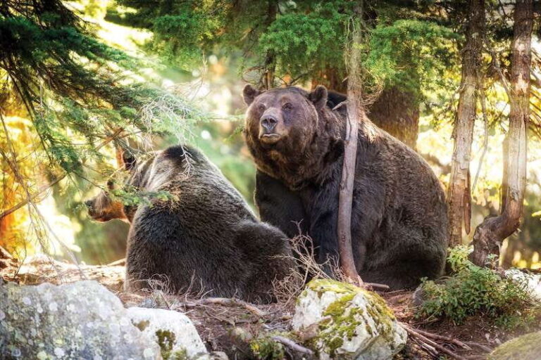 Grouse Mountain Skyride Admission Ticket - Wildlife and Educational Experiences