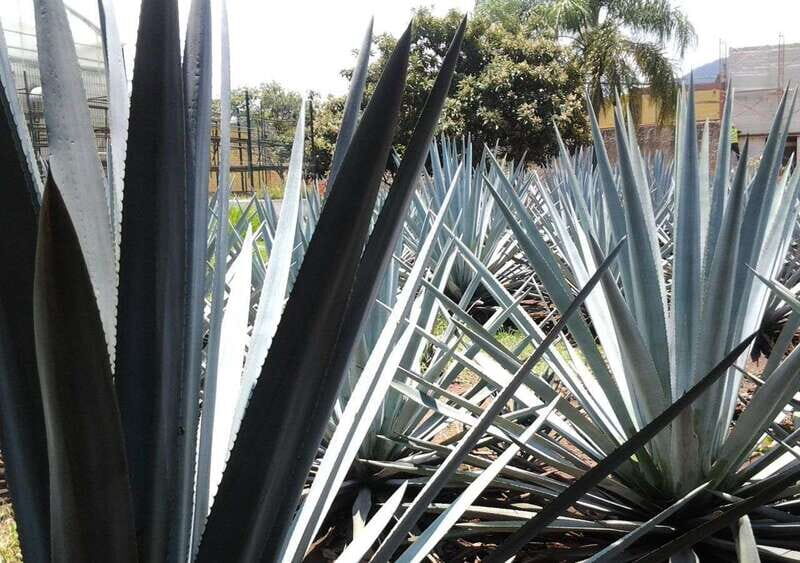 Guadalajara: Horse Riding on the Tequila Route with Tastings