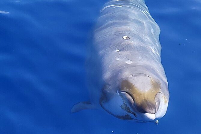 Guaranteed Dolphin and Whale Watch Tour in Kona - Pricing and Value