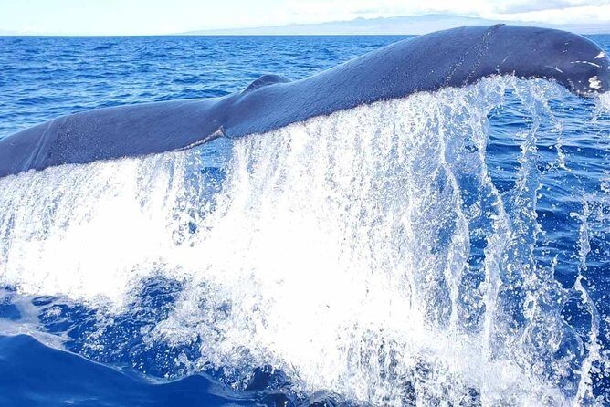Guaranteed Whale Watch in Kona - The Itinerary in Detail