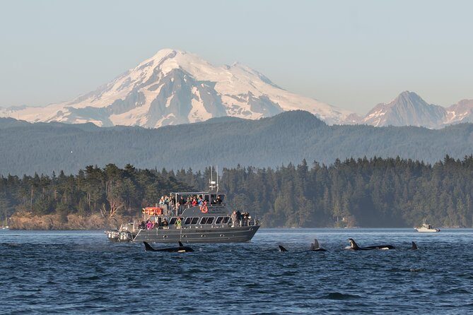 Guaranteed Whale Watching Tour - What Makes This Whale Watching Tour Worth Considering?