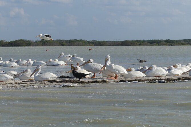 Guided Bird Watching Private Tour in Rio Lagartos from Tulum - What Makes This Tour Stand Out
