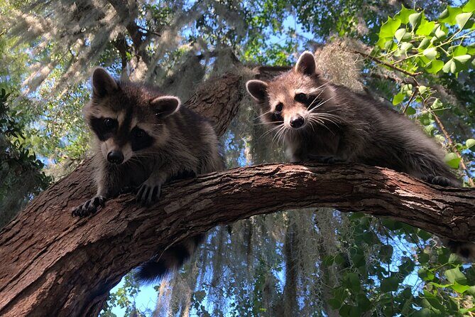 Guided Boat Tour of New Orleans Bayou and Wildlife - Price and Value