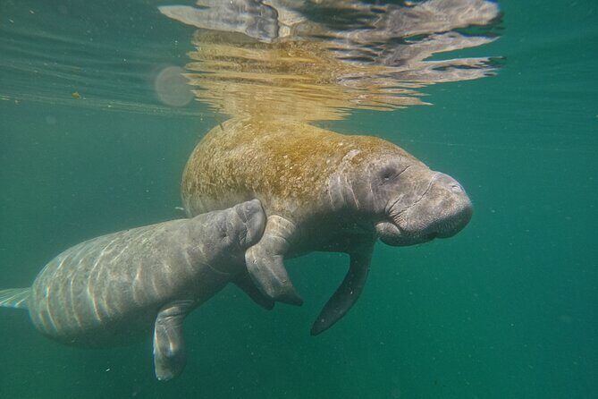 Guided Crystal River Manatee Snorkeling Tour - The Value and Realism of the Experience
