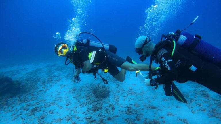 Guided exploration for certified divers (N1, PE20, Open Water min.) - Exploring Réunion’s Underwater World: A Detailed Review
