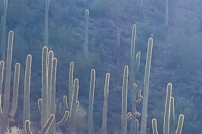 Guided Hike in the Sonoran Desert - What Travelers Say: Authentic Perspectives