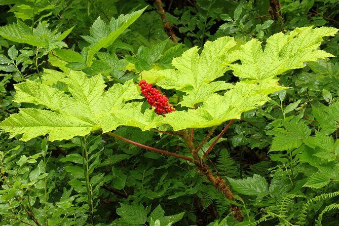 Guided Hike | TONGASS NATIONAL FOREST