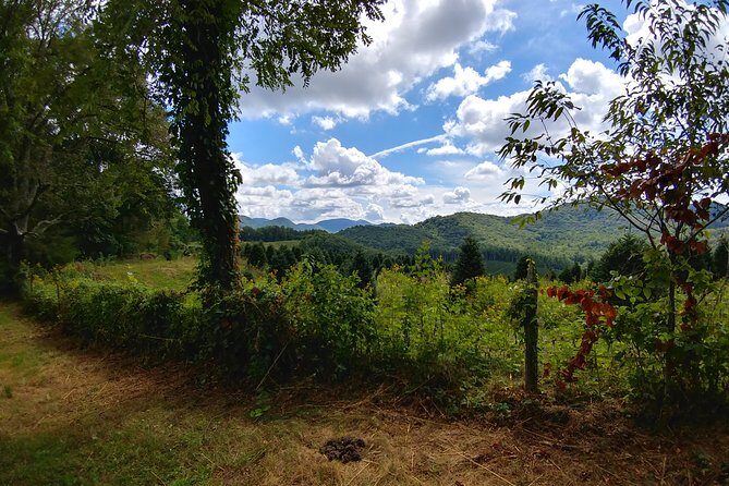 Guided Horseback Ride through Flame Azalea and Fern Forest - The Sum Up