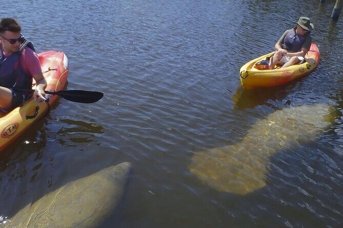 Guided Kayak Dolphin Eco Tour in Pelican Bay - Who Will Love This Tour?