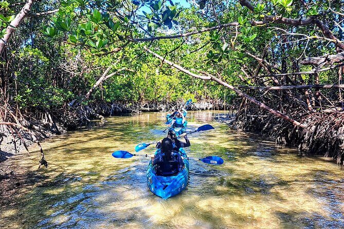 Guided Kayak Mangrove Ecotour in Rookery Bay Reserve, Naples - The Value of the Guided Ecotour