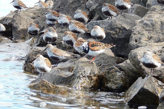 Guided Kayak Tour on Niagara River from the US Side - Wildlife and Nature Encounters