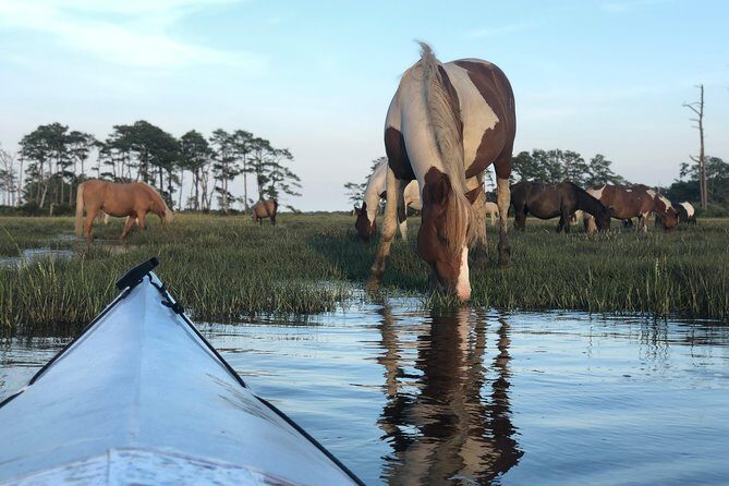 Guided Kayak Tour to see ponies, birds, dolphins and more - Who’s This Tour Best For?