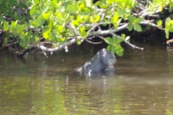 Guided Kayak Tour with Manatee & Dolphin Sightings - Who Will Love This Tour?