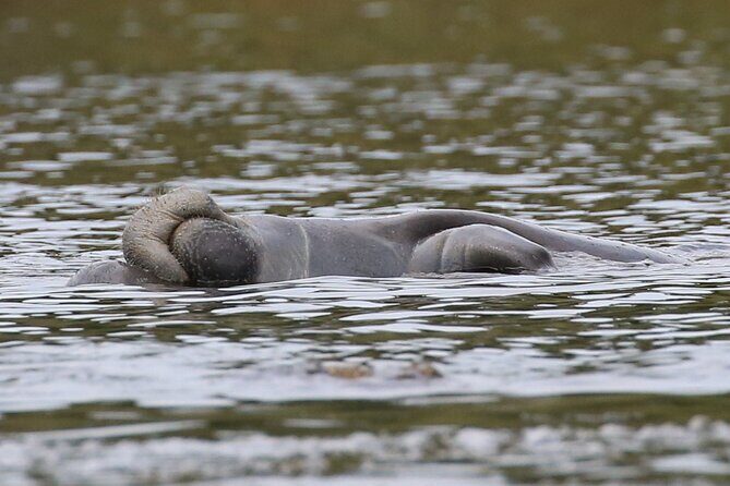 Guided Kayaking Manatee Tour near Orlando - What to Expect on the Tour
