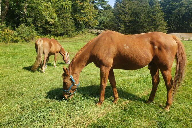Guided Lilymoore Alpaca Farm Tour - Who Will Love This Tour?