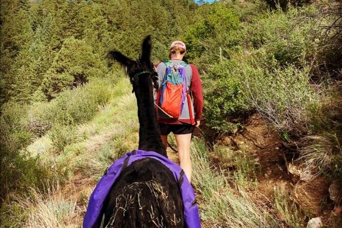 Guided Llama Hike in the Rocky Mountains - An In-Depth Look at the Llama Hike Experience