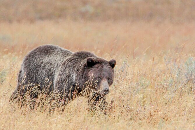 Guided Lower Loop of Yellowstone from Cody, WY - A Detailed Look at the Tour Experience