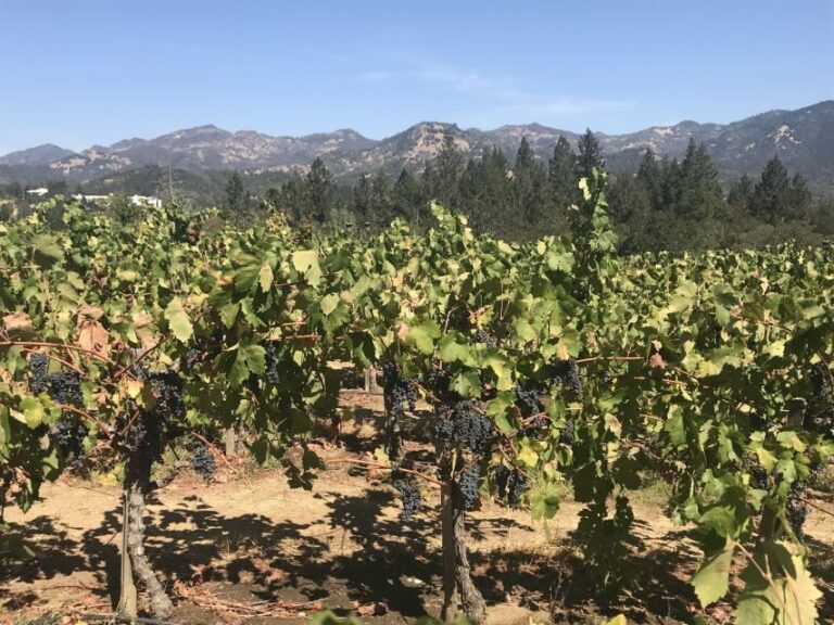 Guided Private Wine Tour to Napa and Sonoma Wine Country - Breaking Down the Experience