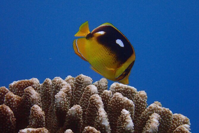 Guided Scuba Dive in Lahaina: Certified - Itinerary Breakdown