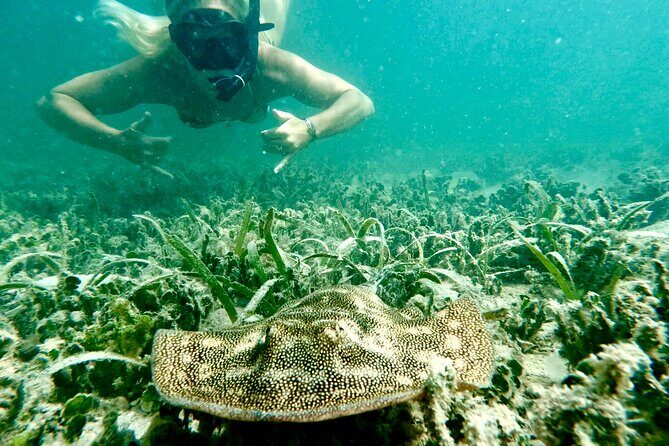 Guided Snorkel Experience, Free Videos in West Palm Beach - The Value and Practicality