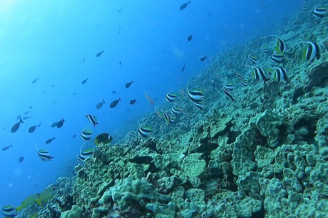 Guided Snorkel Tour for Beginners in Honolulu - Practical Details and What They Mean for You