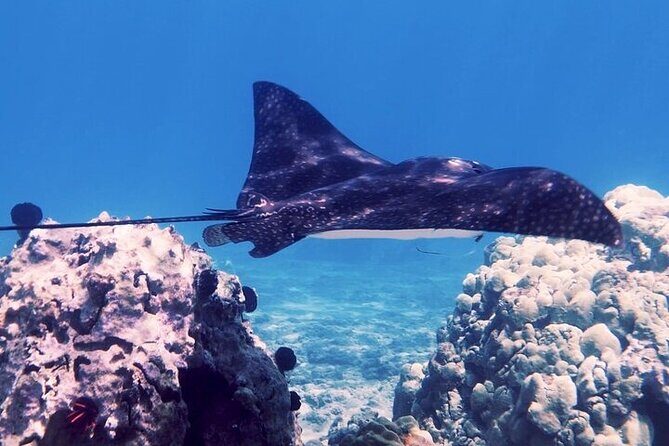 Guided Snorkeling for Beginners with Flotation Wetsuit - The Itinerary and Experience