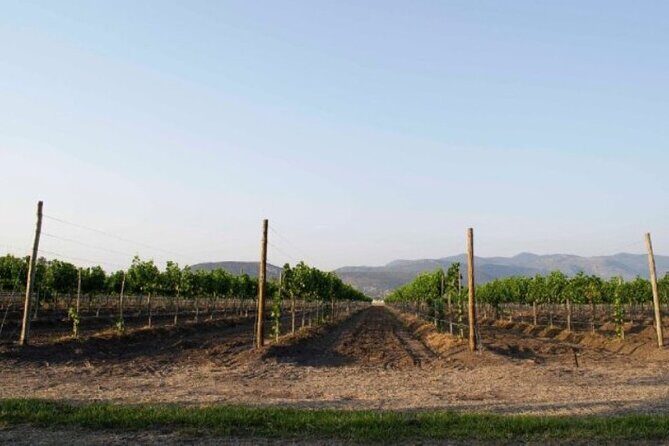 Guided tour and tasting of 4 wines at Viñedo Dos Búhos - What Makes This Tour Stand Out?
