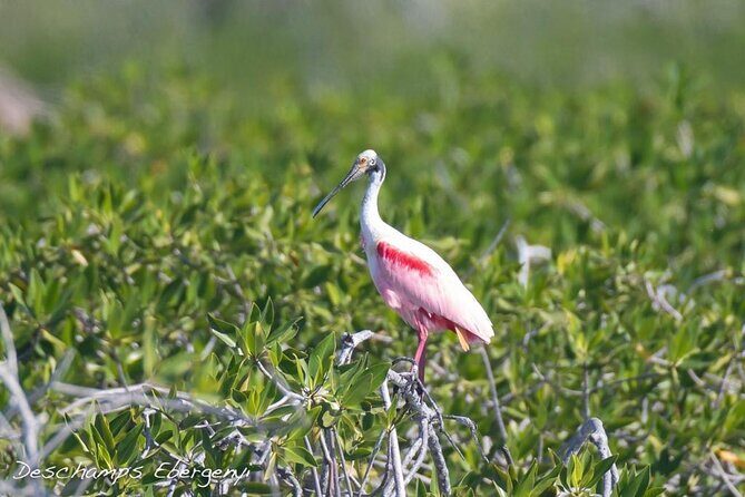 Guided Tour in Sian Ka'an Flora and Fauna Reserve - Who Should Consider This Tour?