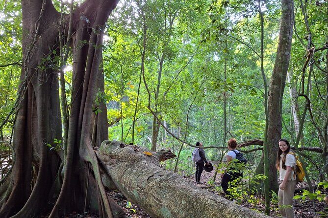 Guided Tour to Calakmul and Jungle Trail | From Bacalar. - The Hidden Marvel: Calakmul Archaeological Zone