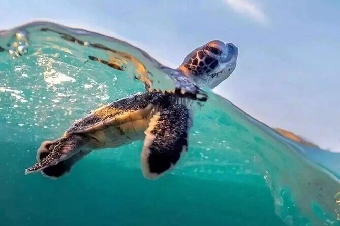 Guided turtle tour in a group in Boa Vista - Final Thoughts: Is It Worth It?