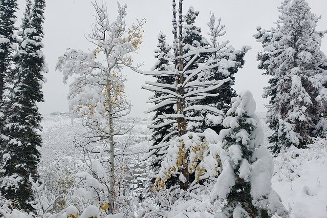 Guided Uinta Forest 3-Mile Hike w/fire + Lunch/charcuterie Stop - Practical Details and Experience Value