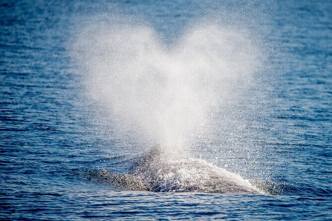 Guided Whale Watching Tour from Long Beach - Pricing and Value