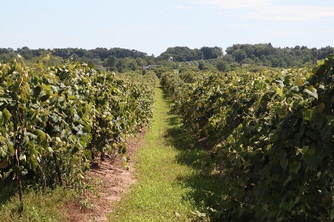 Guided Wine Tour through the Niagara Wine Trail - The Itinerary in Detail