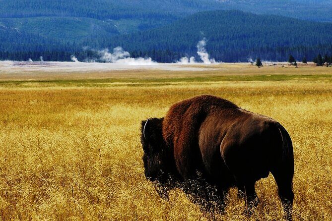 Guided Yellowstone Wildlife Tour - Who Should Consider This Tour?