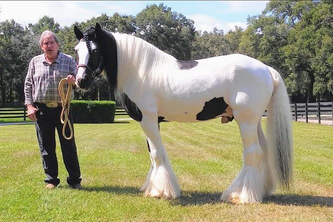 Gypsy Gold Horse Farm Tour - What the Reviews Tell Us