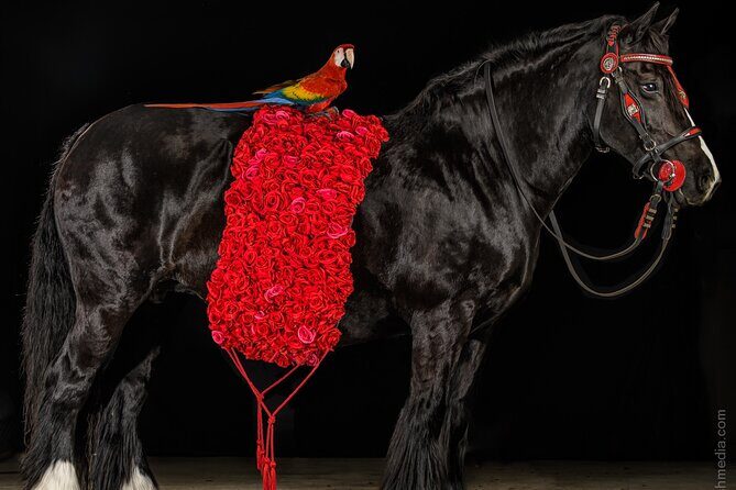 Gypsy Gold Horse Farm Walking Tour - Who Will Love This Tour?